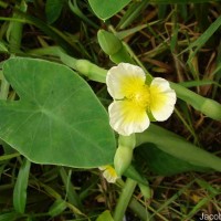 Limnocharis flava (L.) Buchenau